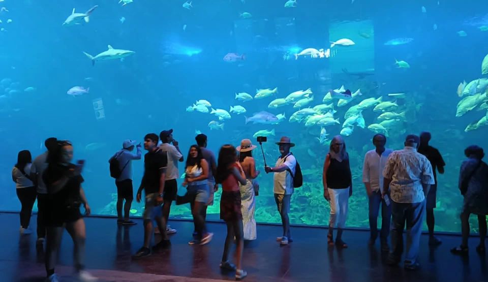 Visitors at the Ocean Window at Gran Acuario Mazatlán