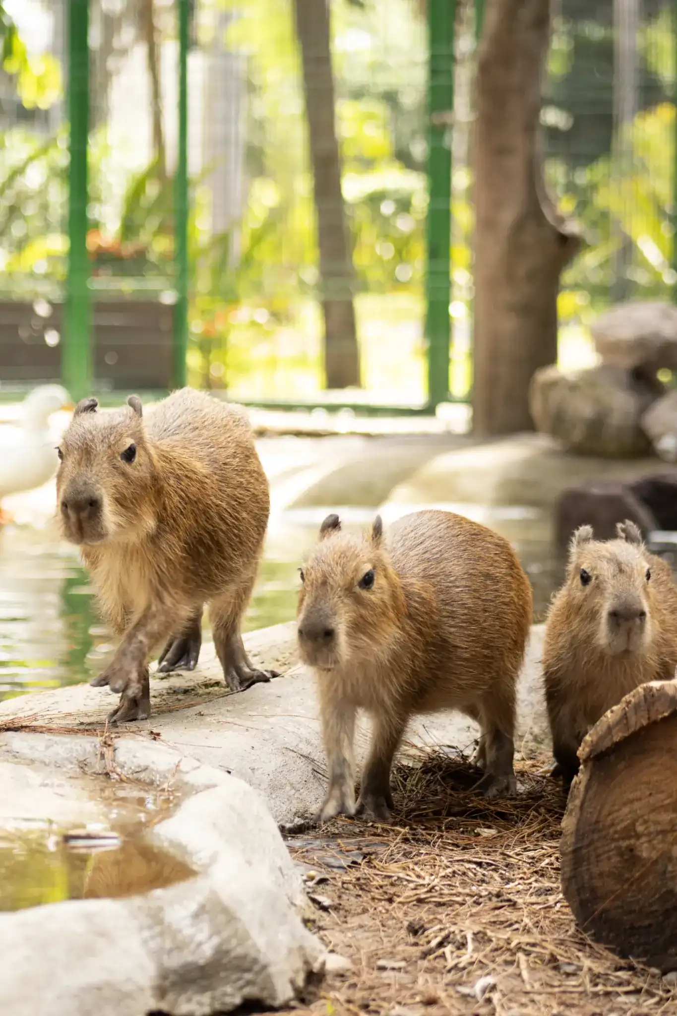 Capybara House