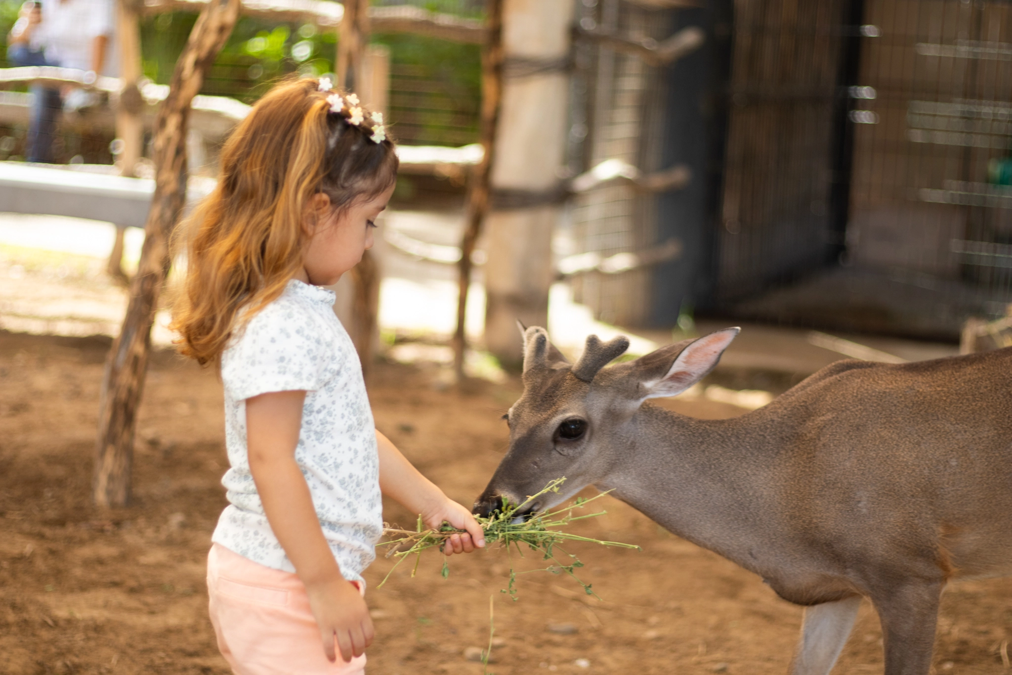 Animal Encounter