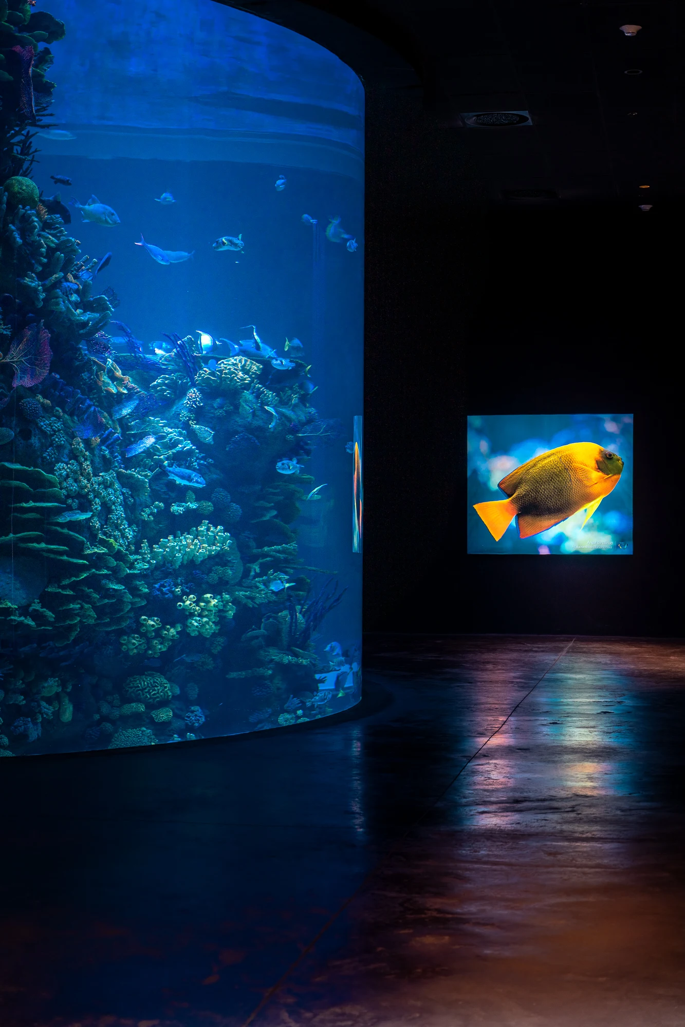 Coral City