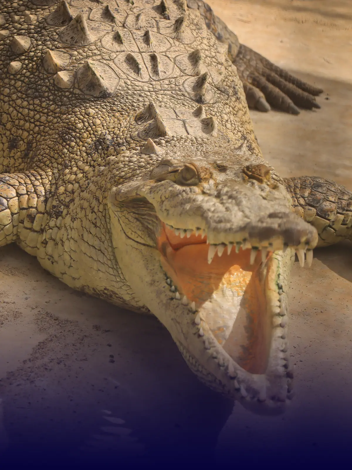 Crocodile Feeding