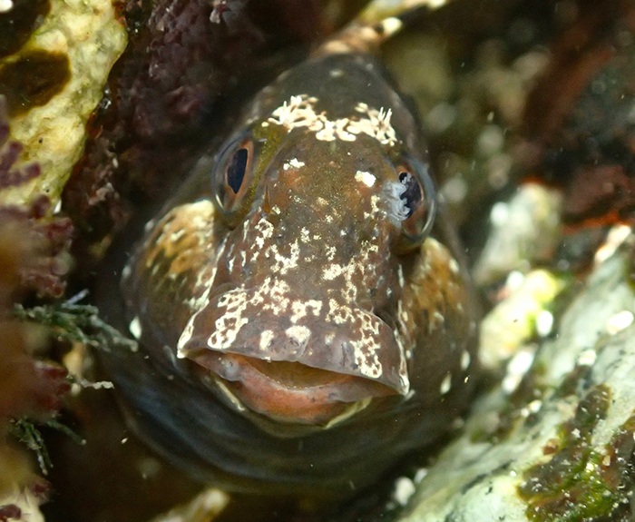 Sonora blenny