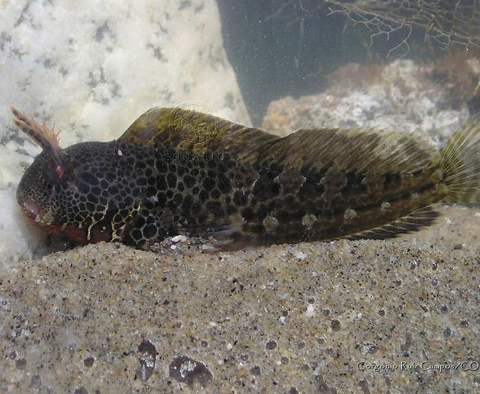 Sonora blenny