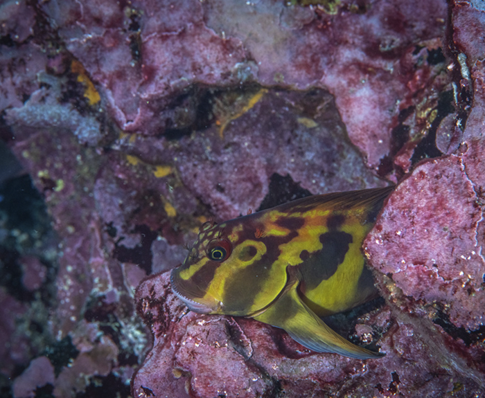 Large-Banded Blenny