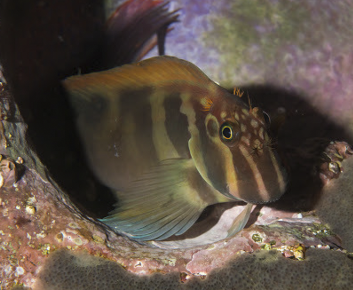 Large-Banded Blenny