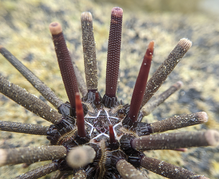 Slate pencil urchin