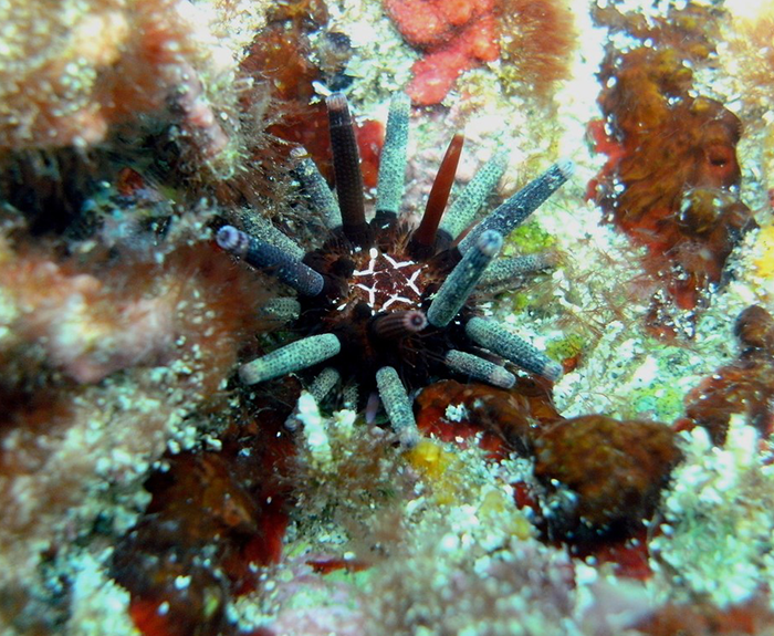 Slate pencil urchin