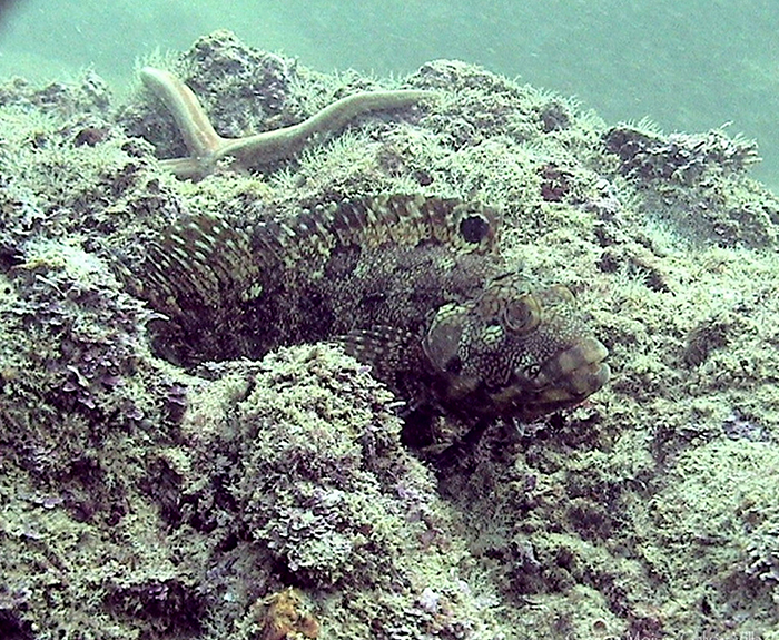 Largemouth blenny