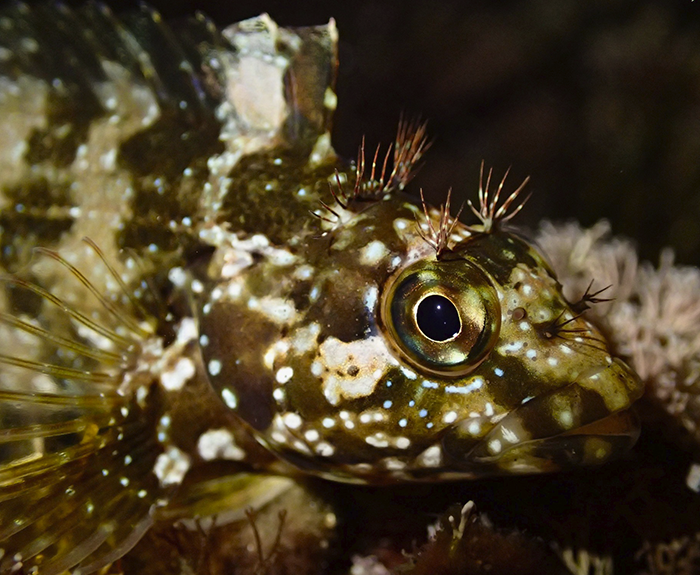Largemouth blenny