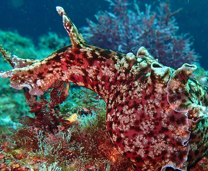California sea hare