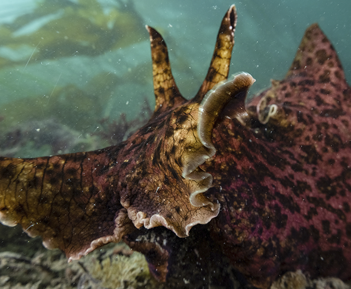 California sea hare