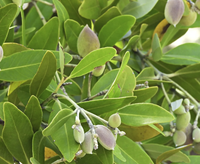 Mangle negro o prieto, cenizo, puyeque, apompó, madre de sal