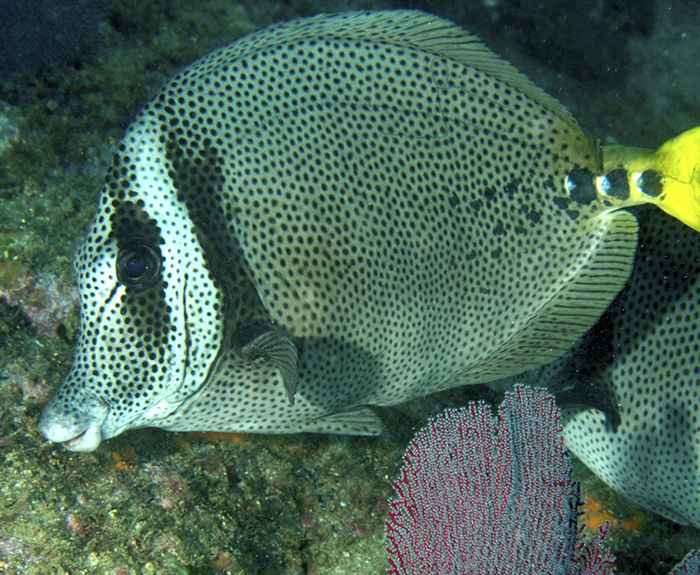 Yellowtail Surgeonfish