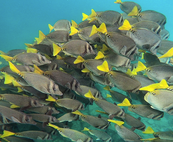 Yellowtail Surgeonfish