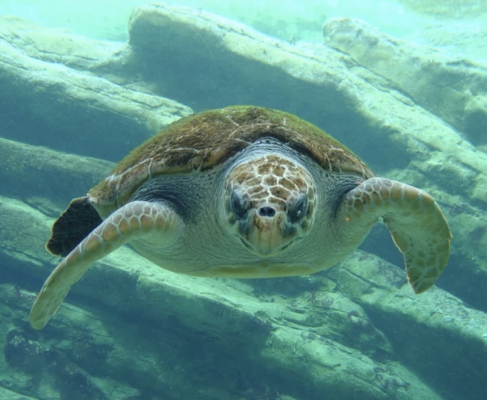Pacific Ridley Sea Turtle