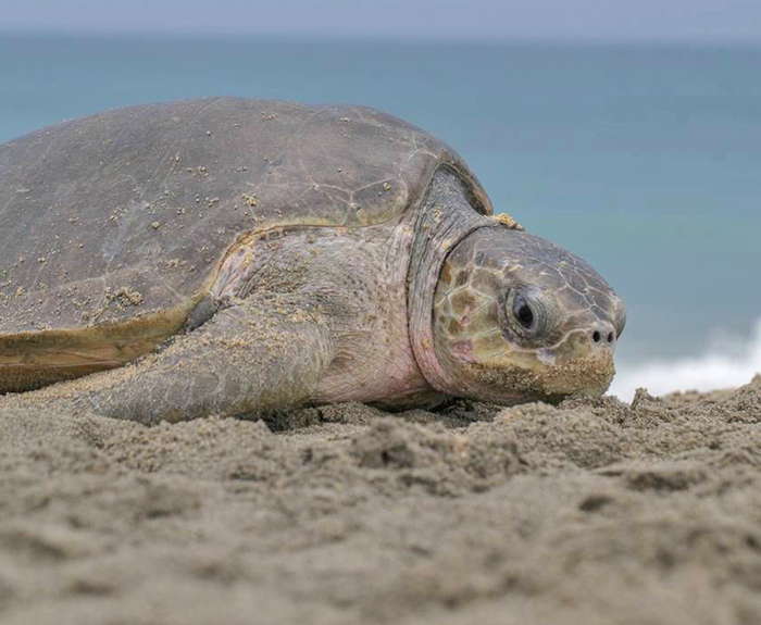 Pacific Ridley Sea Turtle