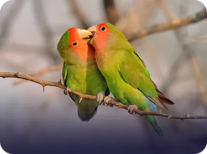 Feed the Lovebirds