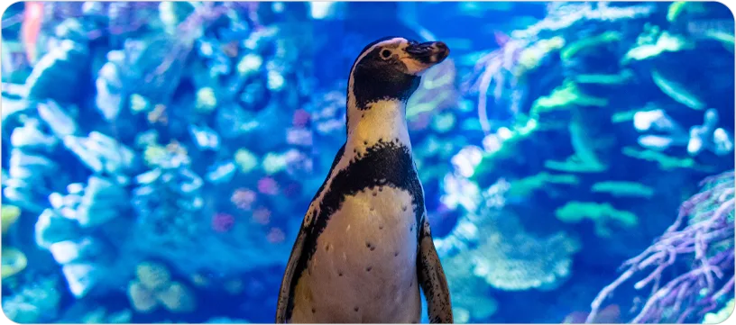 Humboldt Penguin Encounter