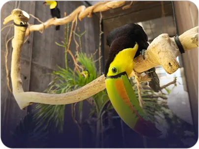 Toucan Sanctuary