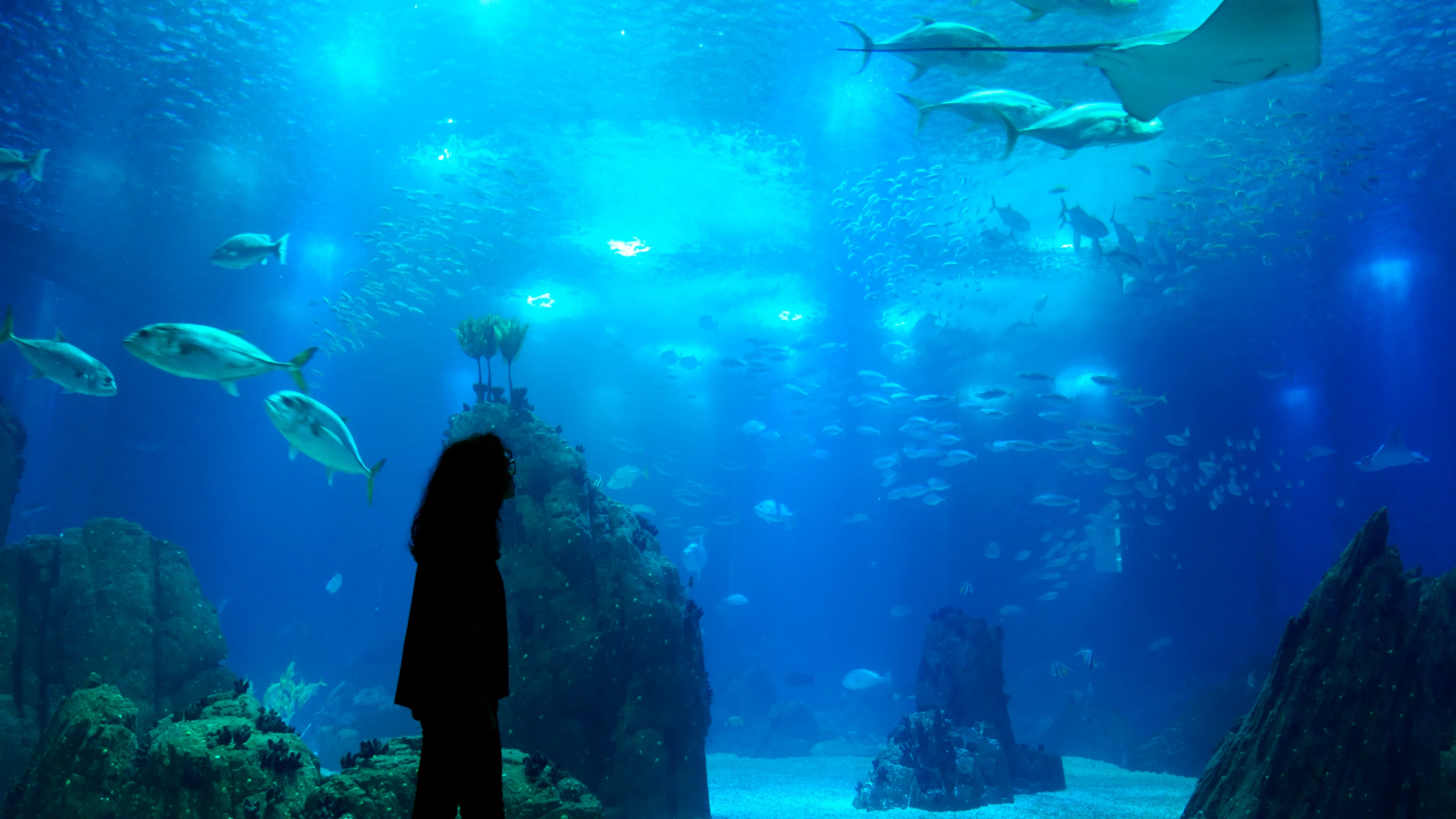 Visitante frente a la Ventana Oceánica del Gran Acuario Mazatlán