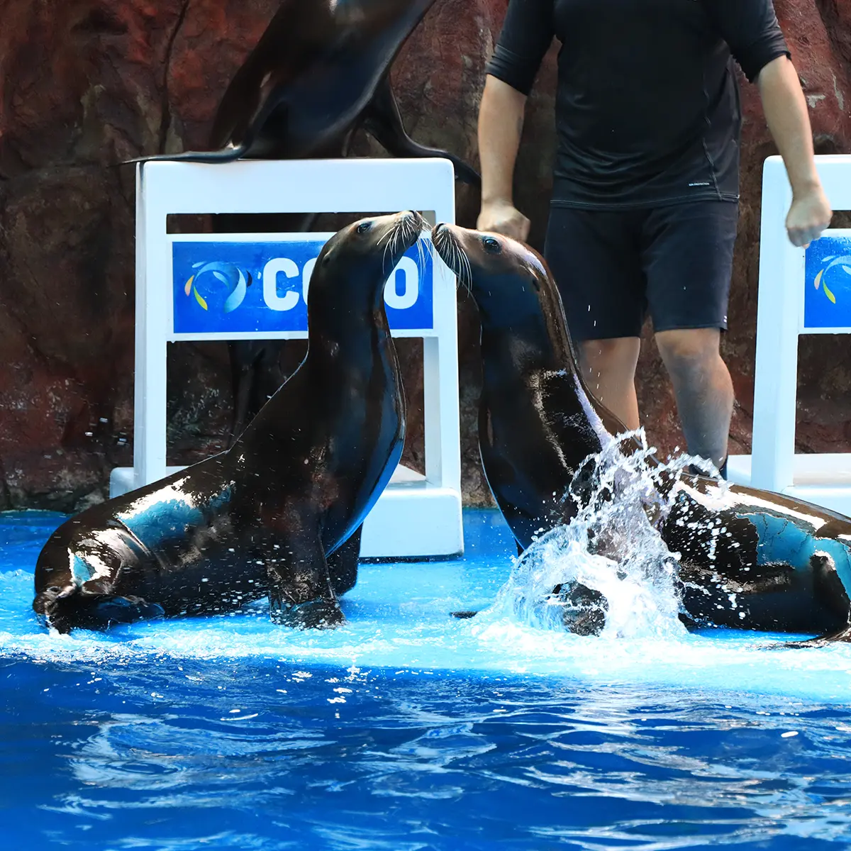 Sea Lions