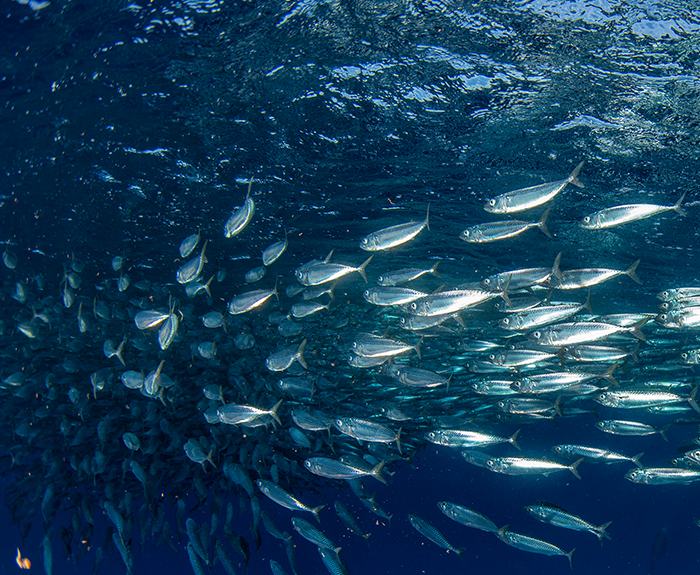 Sardina de California