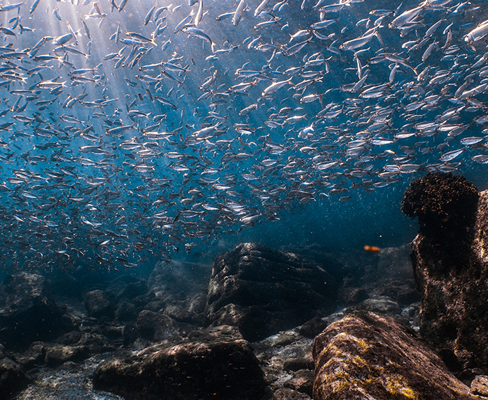 Sardina de California