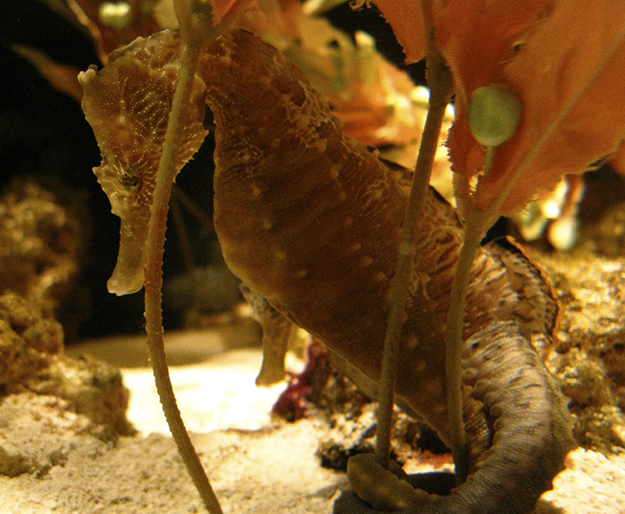 Caballito de mar del Pacífico
