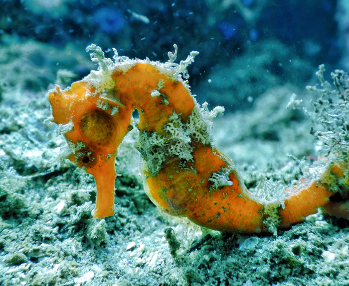 Caballito de mar del Pacífico