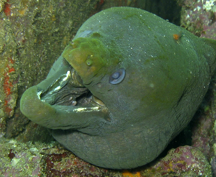 Morena verde