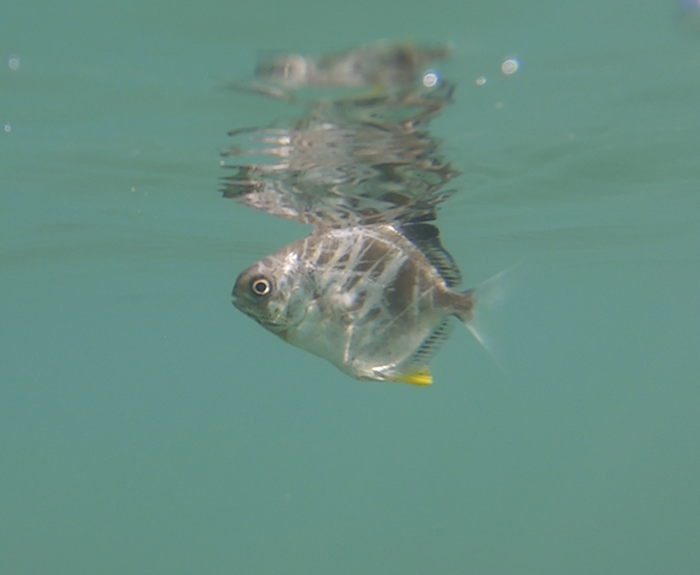 Common, silver or bull pompano