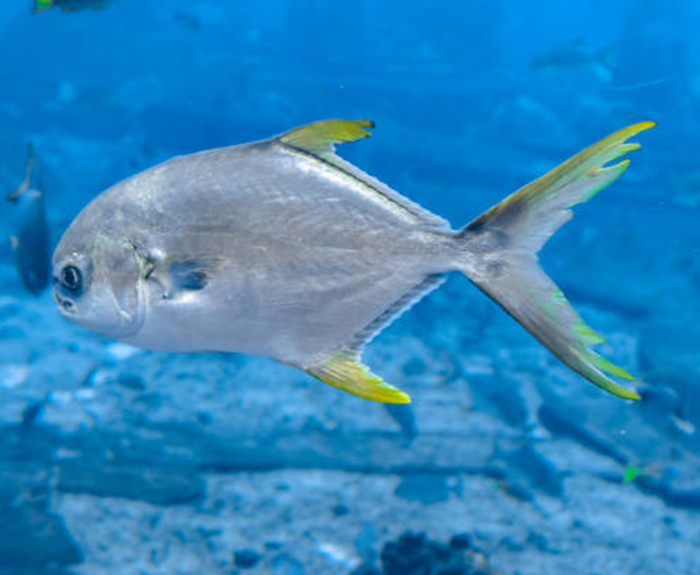 Common, silver or bull pompano
