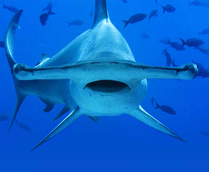 Scalloped Hammerhead