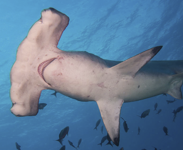 Scalloped Hammerhead