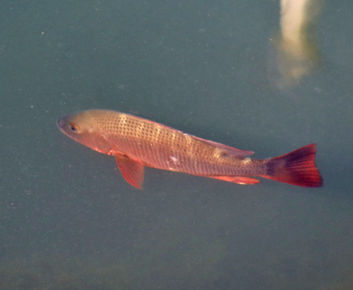 Pargo rojo