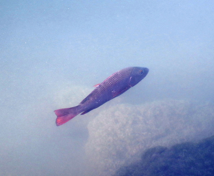 Pargo rojo