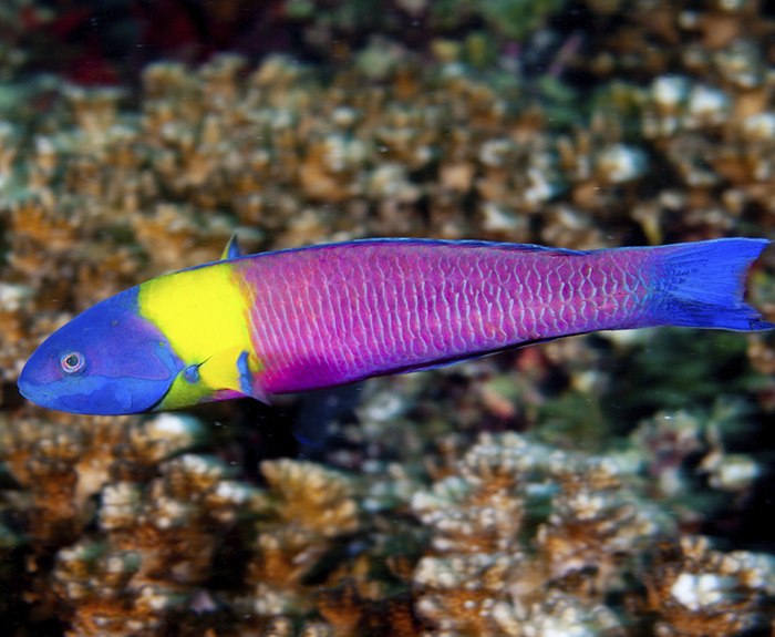 Arcoiris Cortés