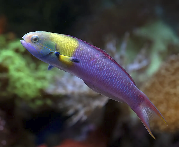 Arcoiris Cortés