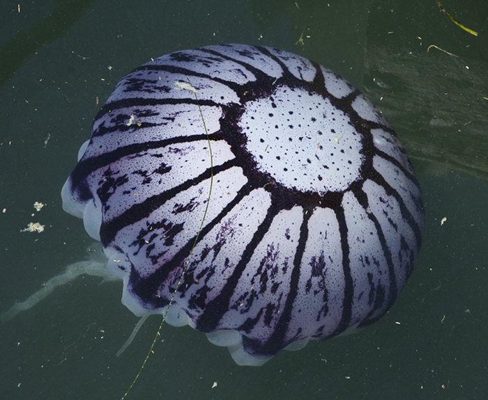 Medusa de rayas moradas