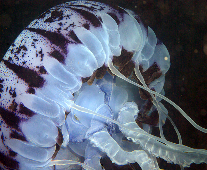 Medusa de rayas moradas