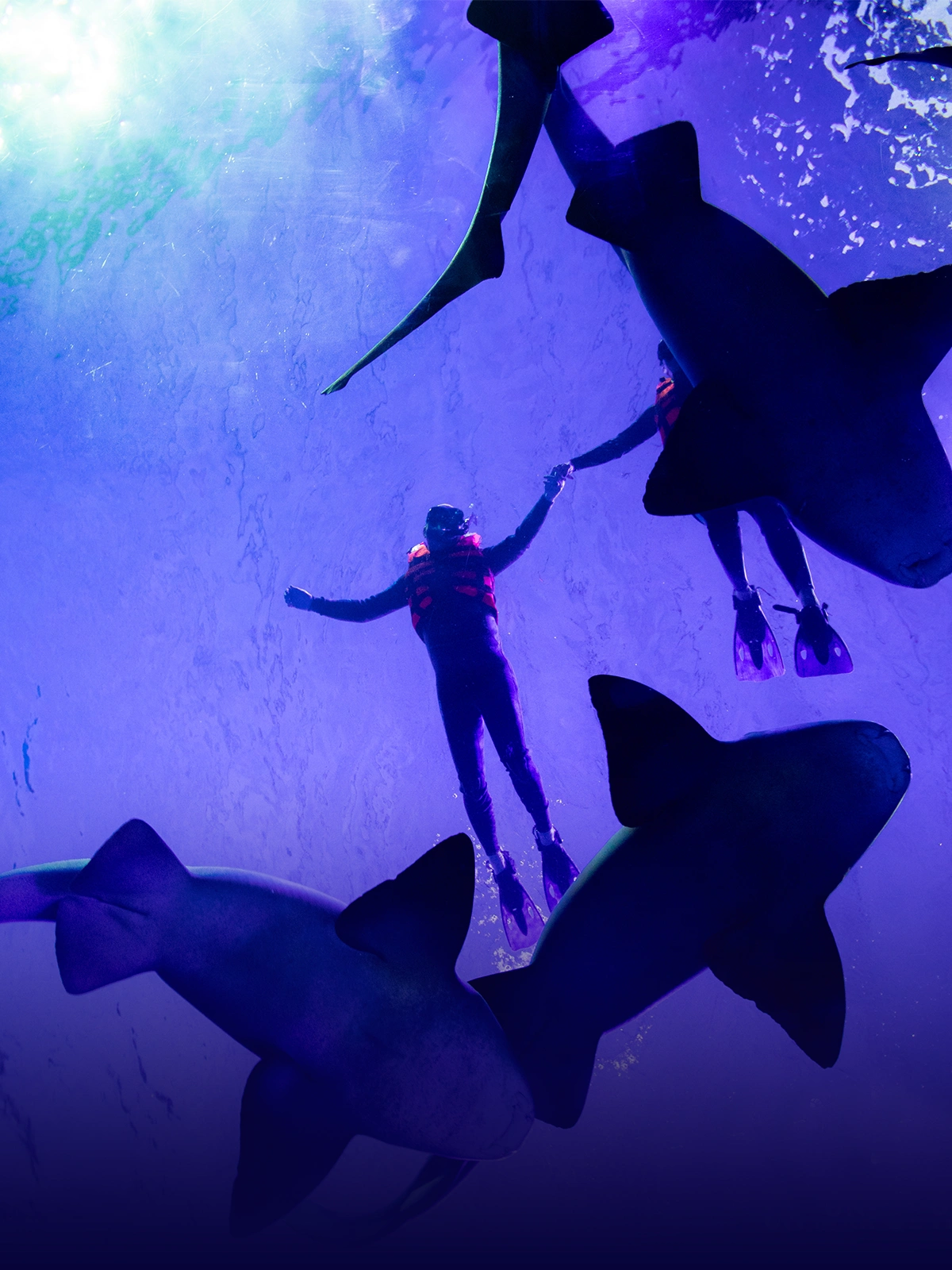 Snorkel with Sharks