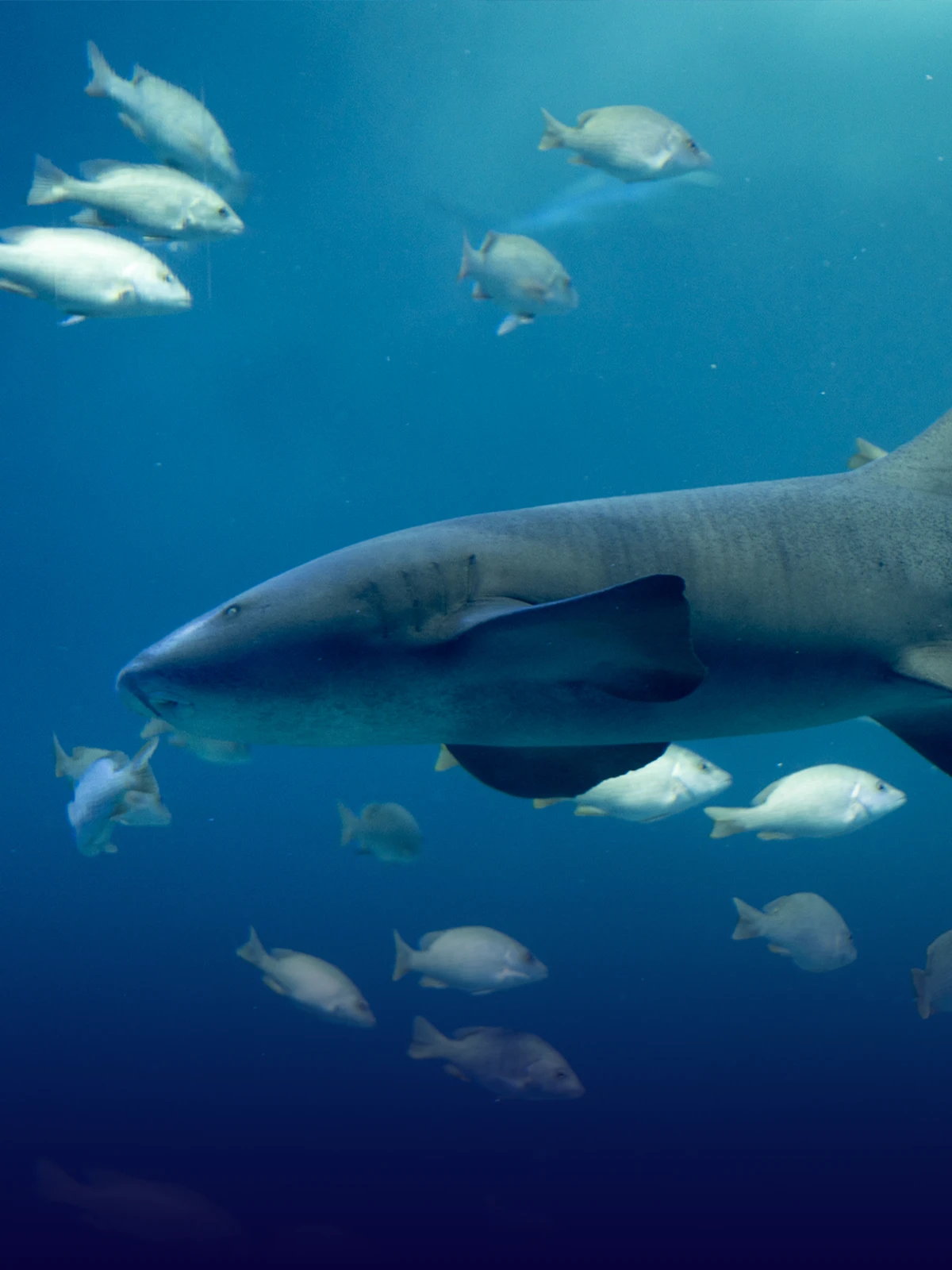 Shark Tour