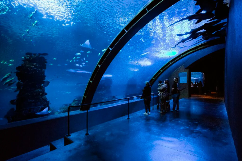 Ocean Tunnel