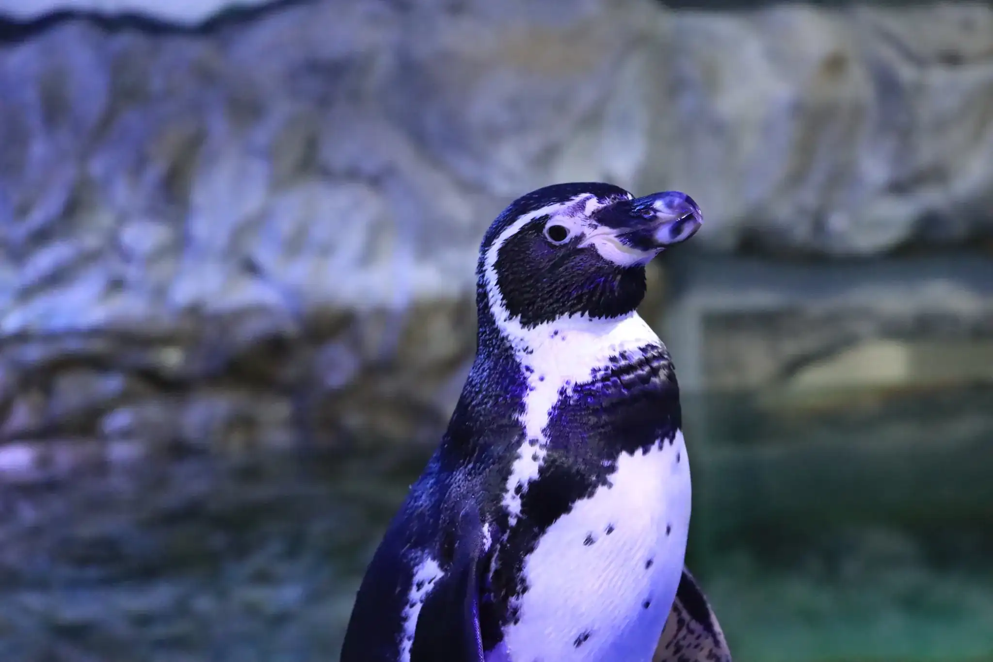 School group in front of the penguin habitat